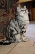 BRITISH SHORTHAIR 047